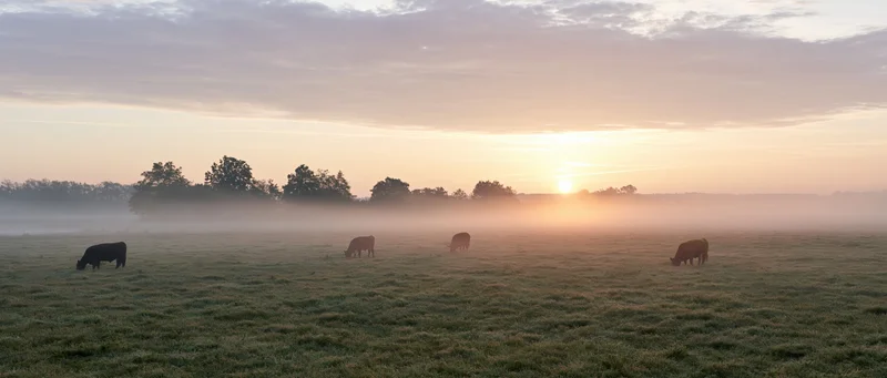 Cows grazing in a misty pasture at sunrise
