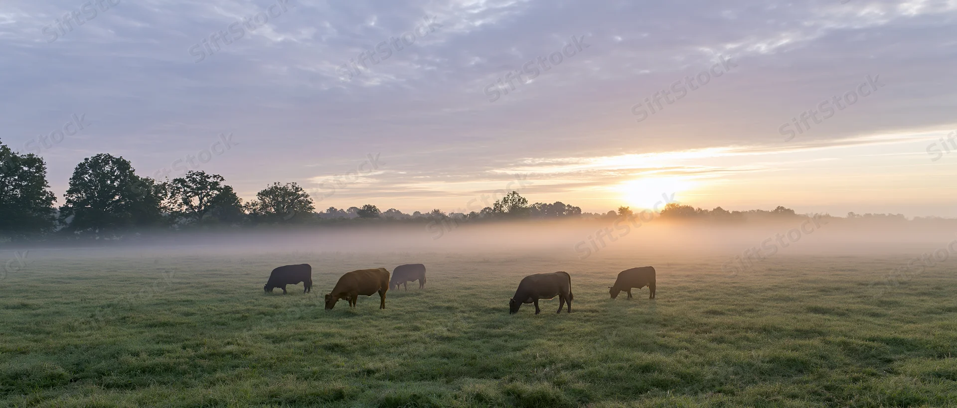 Cows grazing in a misty pasture at sunrise