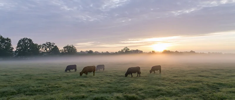 Cows grazing in a misty pasture at sunrise