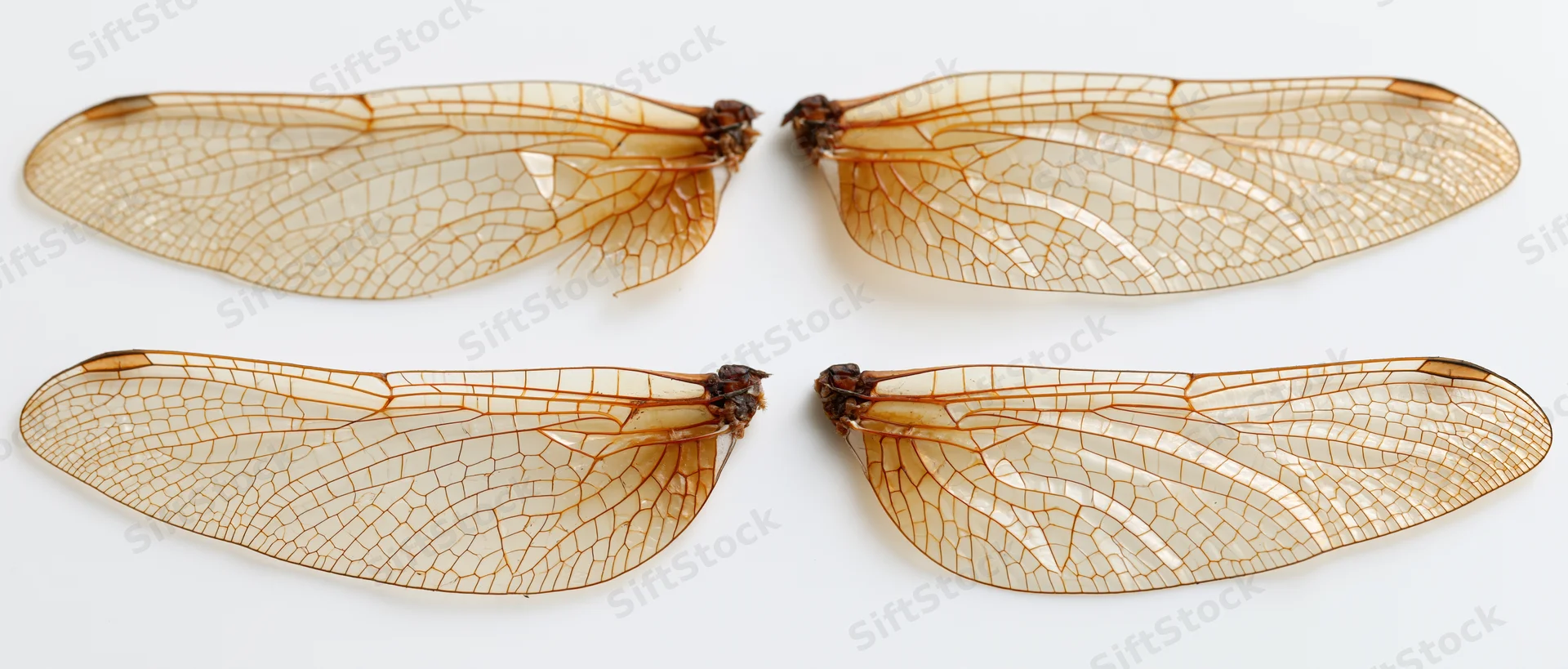 Four detached dragonfly wings arranged symmetrically on white background