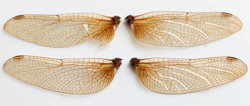 Four detached dragonfly wings arranged symmetrically on white background