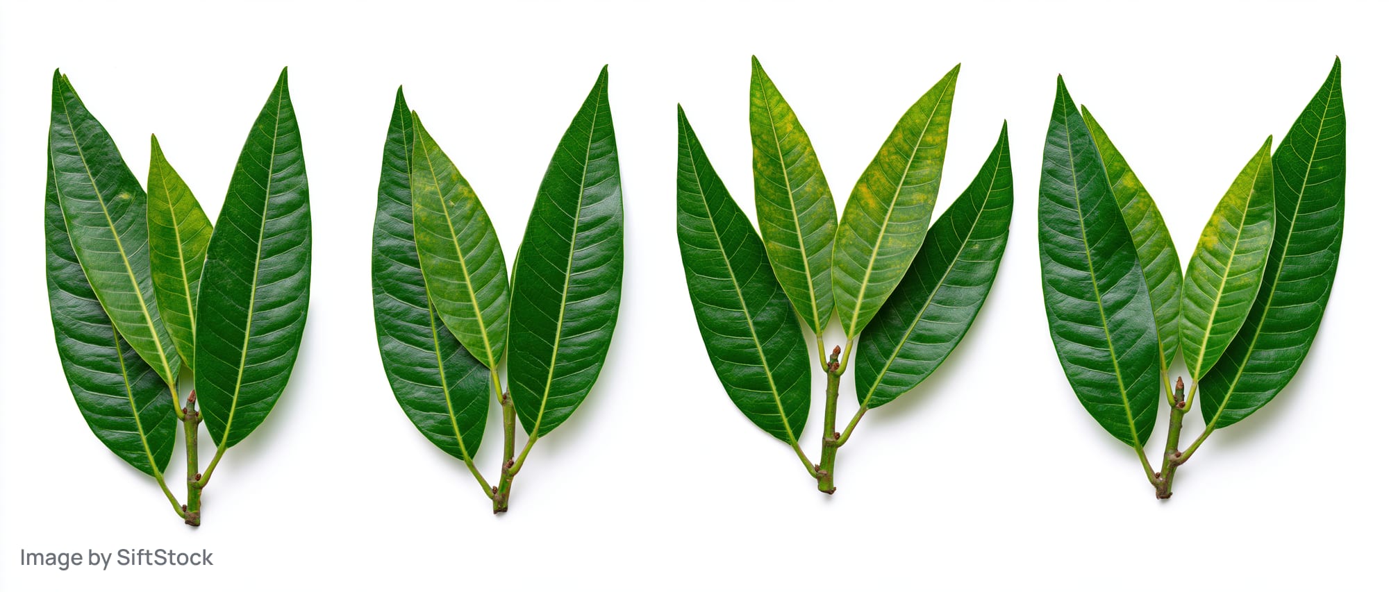 Four mango leaf sprigs arranged in a horizontal row on a white background