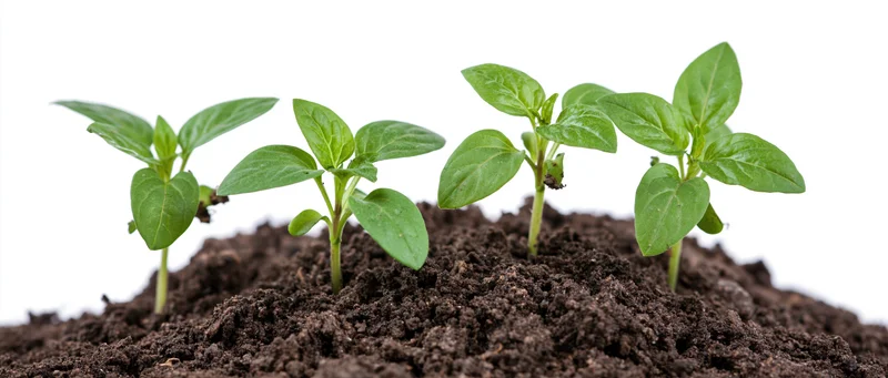 Four green seedlings in growth sequence emerging from soil against white background