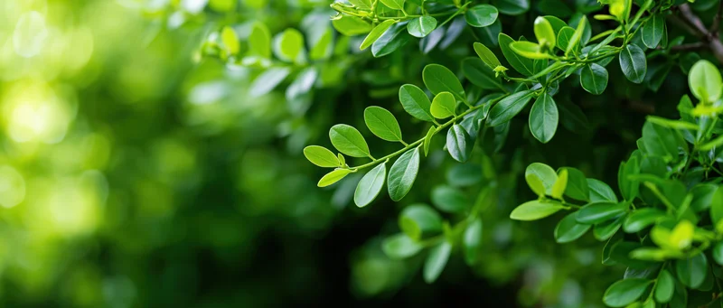 Green leafy branches framing the right edge of the image with soft-focus background