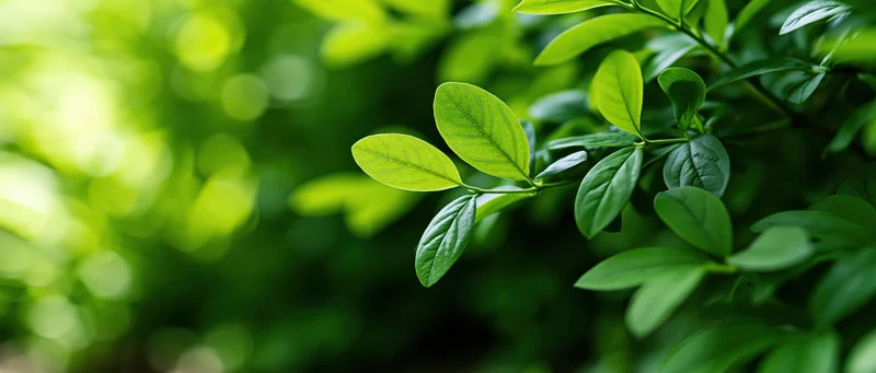 Green leaves on a branch in a garden with soft sunlight and blurred background