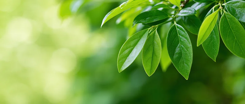 Fresh green leaves on a small branch hanging from the upper right against a blurred natural background