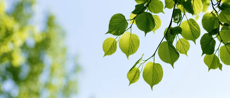 Fresh green linden leaves on a slender branch against a clear blue sky
