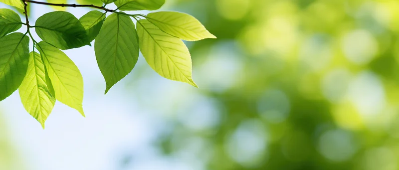 Fresh lime-green leaves on a thin branch against a blurred green background with sunlight filtering through