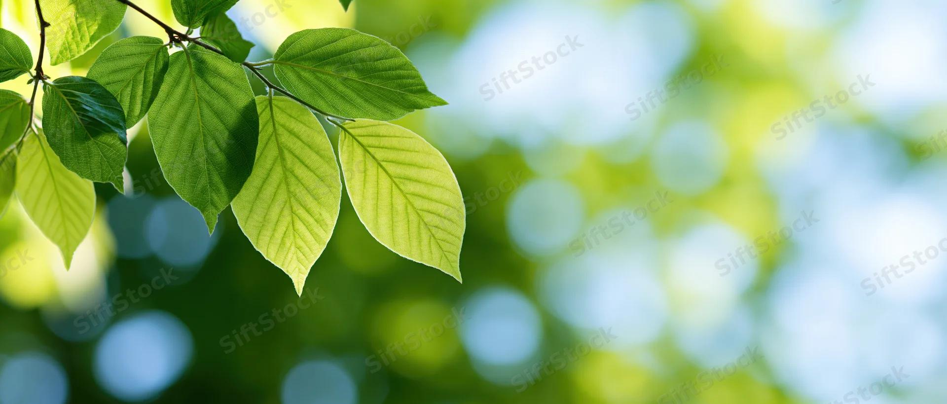Fresh lime-green leaves on a thin branch against a blurred natural background with bokeh light