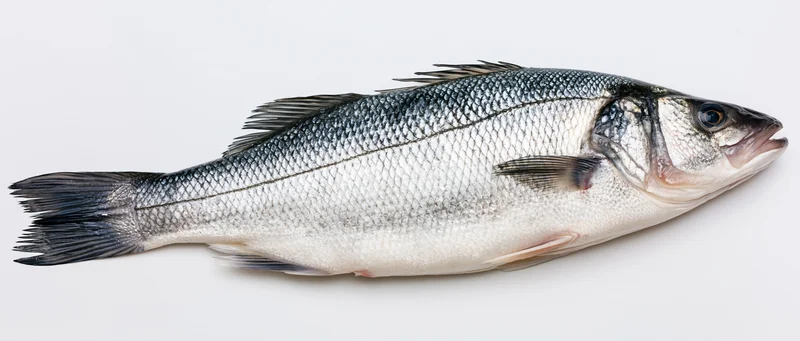 Whole fresh european sea bass in lateral profile on white background