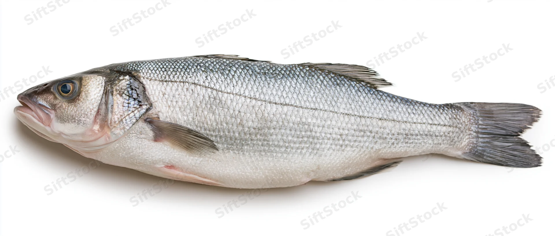 Whole fresh european sea bass in profile on white background