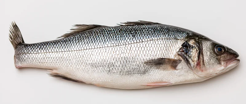 Whole fresh european sea bass in profile on white background