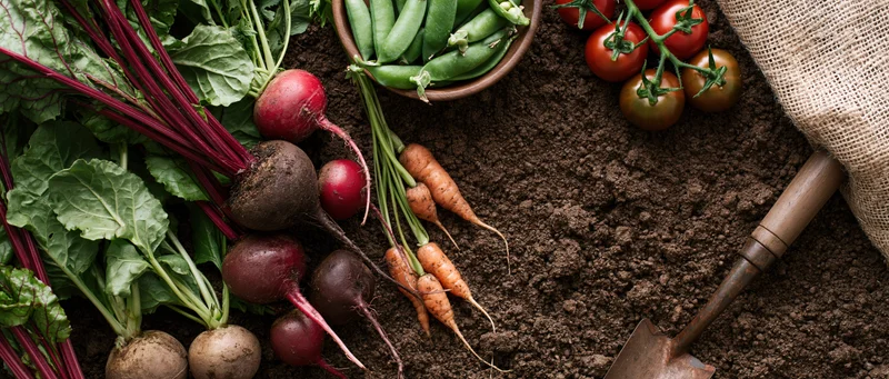 Freshly harvested vegetables arranged on dark soil with gardening tools and burlap sack