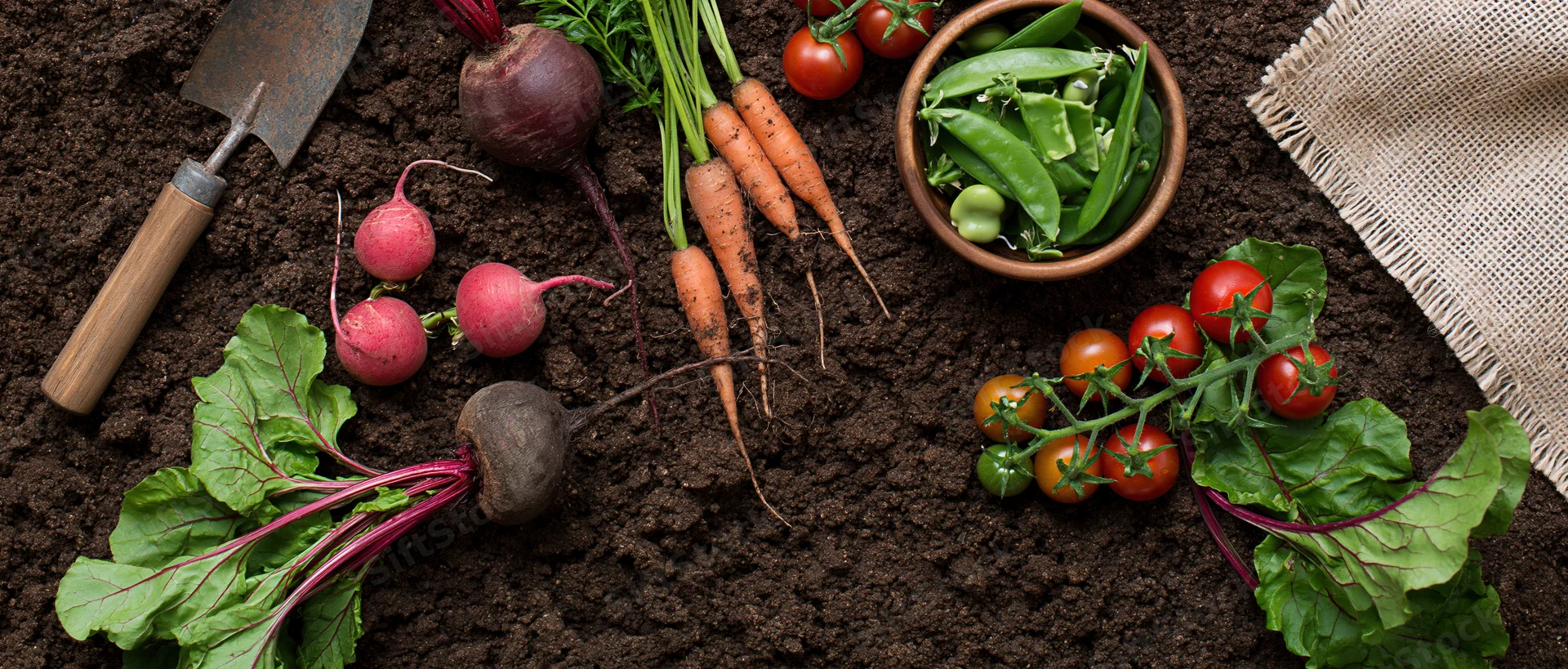 Freshly harvested vegetables arranged on dark soil with gardening tools and burlap cloth