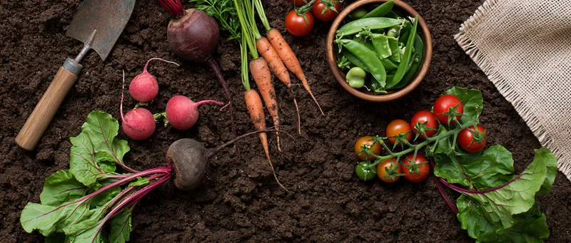 Freshly harvested vegetables arranged on dark soil with gardening tools and burlap cloth