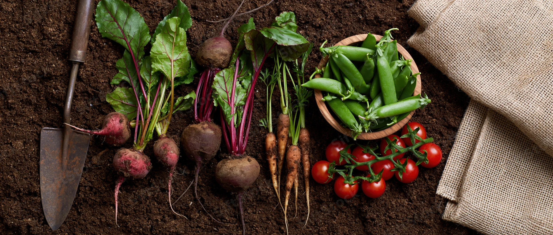 Freshly harvested vegetables arranged on dark soil with gardening tools and burlap sack