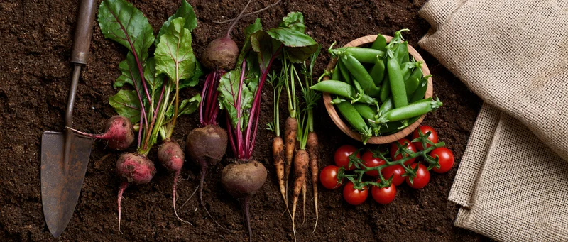 Freshly harvested vegetables arranged on dark soil with gardening tools and burlap sack
