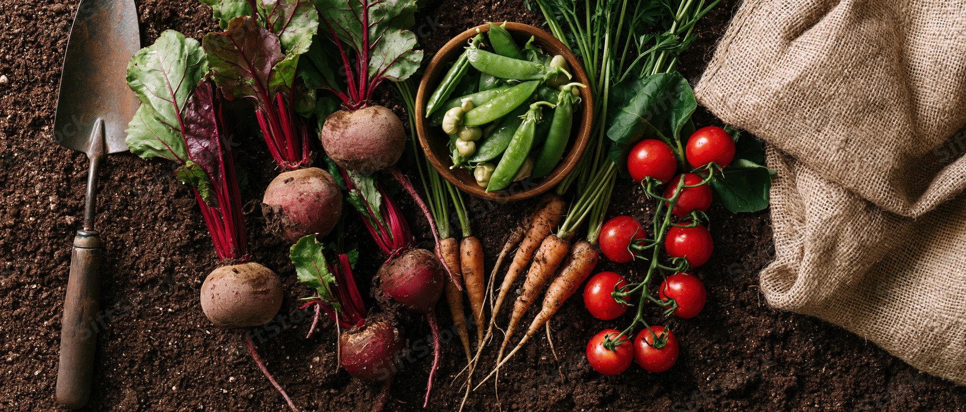 Freshly harvested vegetables including beets, carrots, tomatoes and peas arranged on dark soil with a trowel and burlap sack