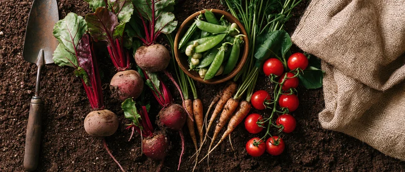 Freshly harvested vegetables including beets, carrots, tomatoes and peas arranged on dark soil with a trowel and burlap sack