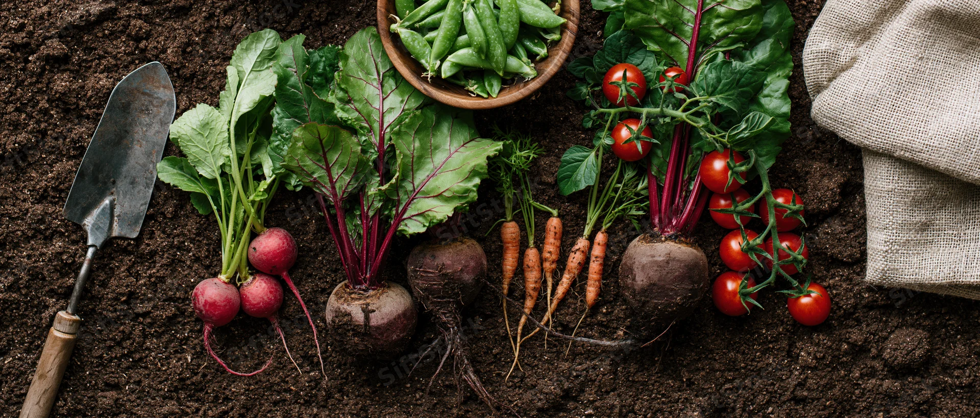 Freshly harvested vegetables arranged on dark soil with a trowel and burlap sack