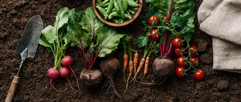 Freshly harvested vegetables arranged on dark soil with a trowel and burlap sack