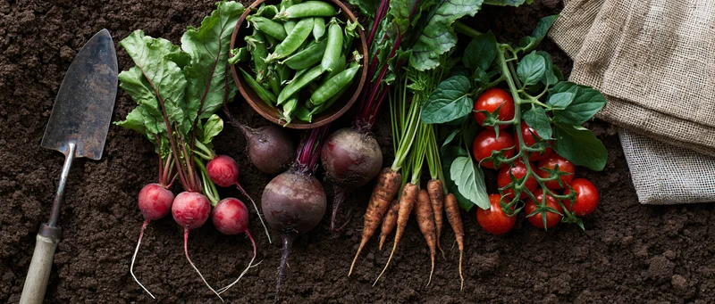 Freshly harvested vegetables arranged on dark soil with gardening tools and burlap sack
