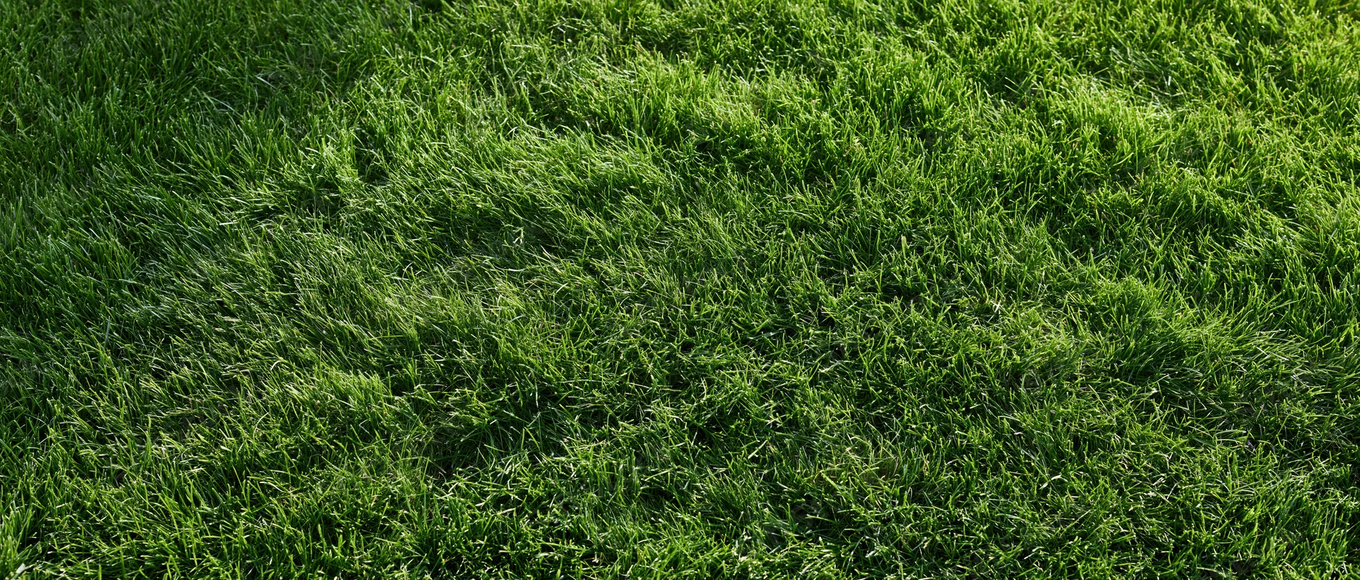 Freshly mowed short grass lawn filling the frame flat
