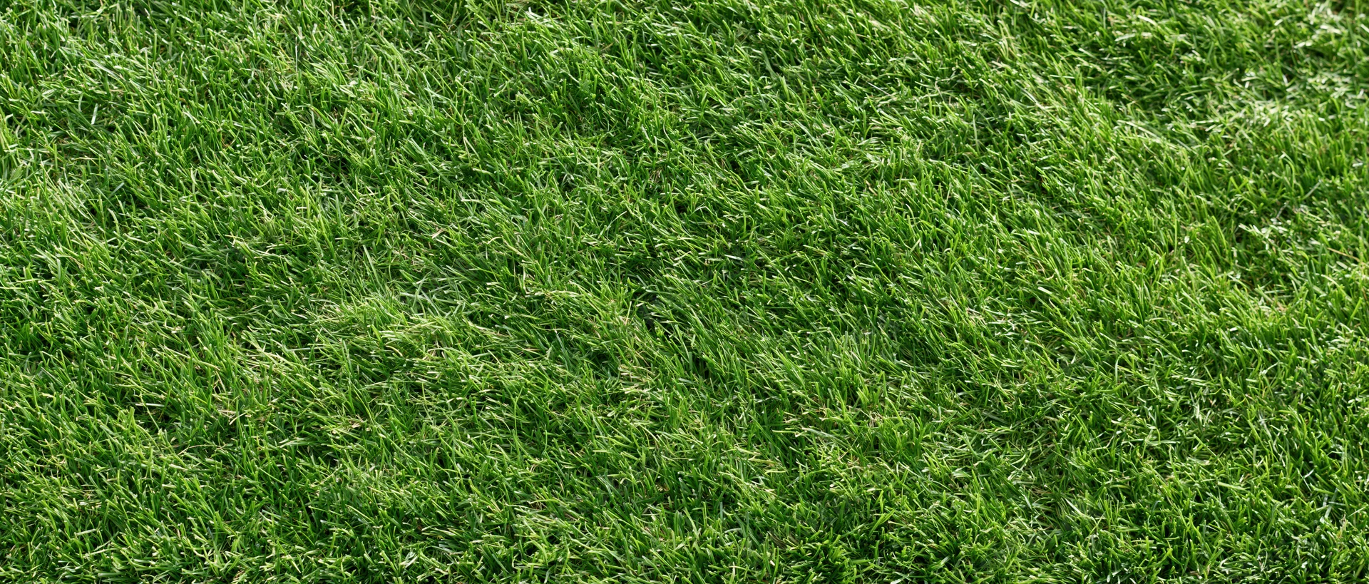 Freshly mowed short grass lawn filling the frame flat