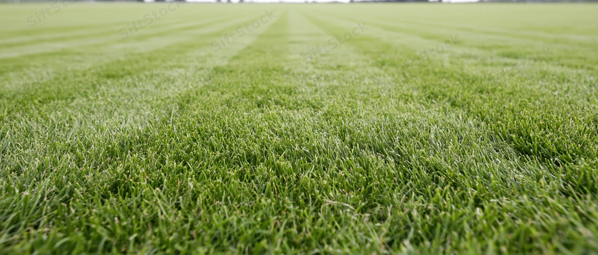 Freshly mowed grass field stretching to the horizon with striped pattern and vibrant green blades in closeup view