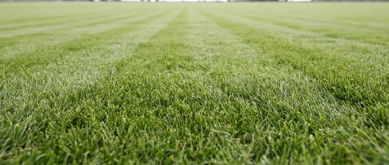 Freshly mowed grass field stretching to the horizon with striped pattern and vibrant green blades in closeup view
