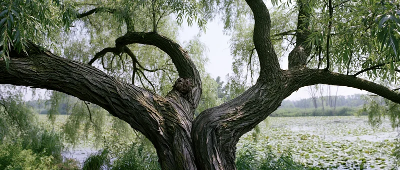 Gnarled willow tree with thick twisted trunk splitting into branches over a lily-covered pond