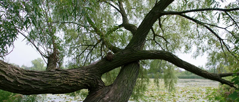 Gnarled willow tree with thick twisted trunk splitting over a pond covered in lily pads