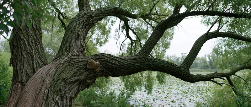 Gnarled old willow tree with thick twisted trunk splitting into branches overhanging a lily-covered pond
