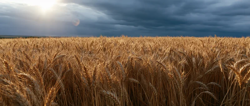 Golden wheat stalks filling the foreground under a dramatic sky at harvest time