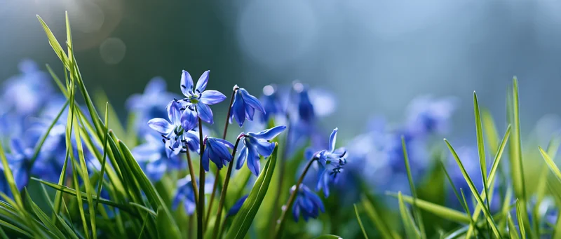 Closeup of blue scilla wildflowers blooming among green grass in a spring meadow
