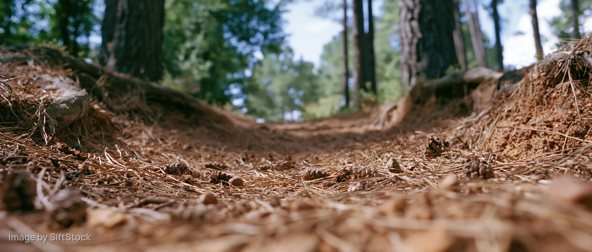Ground-level view of a pine forest floor covered in dry needles and dirt with tree trunks in the background