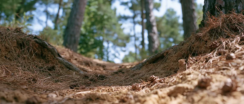 Ground-level view of pine forest floor covered in dry needles and soil with tree trunks in background
