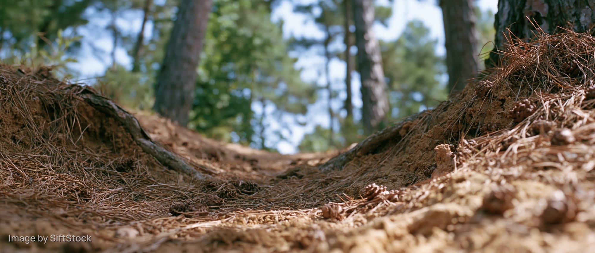 Ground-level view of pine forest floor covered in dry needles and soil with tree trunks in background