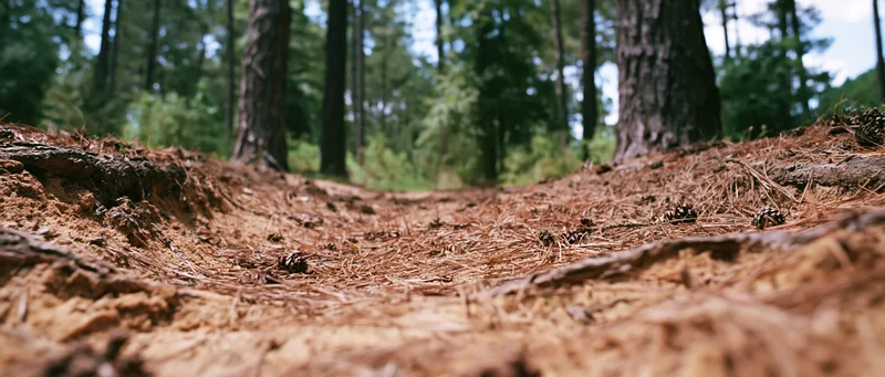 Ground-level view of a pine forest floor covered in dry needles and pinecones with trees in the background