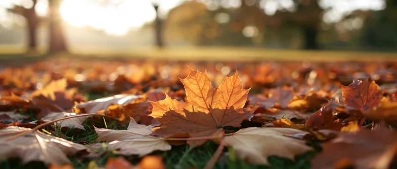 Fallen maple leaves carpeting grass in a park at sunrise