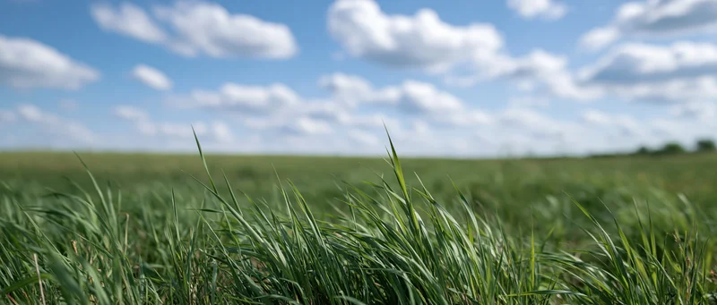Close-up of green grass blades in a field under a blue sky with scattered clouds