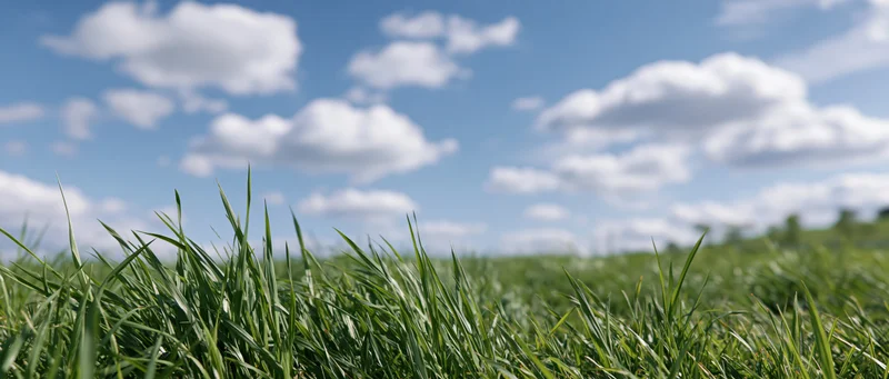 Close-up of green grass blades in a field under a blue sky with white clouds