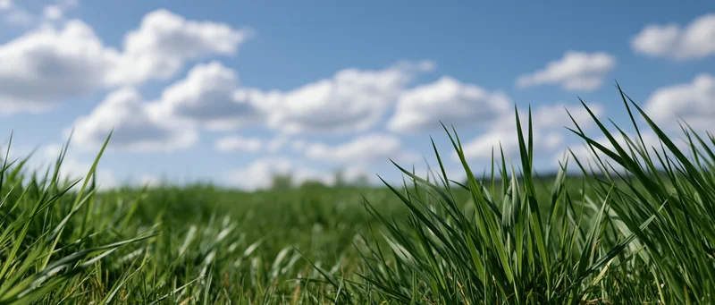 Close-up of green grass blades in a field under a blue sky with scattered clouds