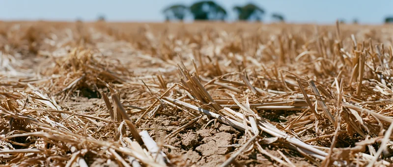 Closeup of dried wheat stubble on cracked soil in a harvested field