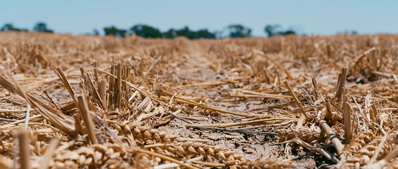 Closeup of dried wheat stubble on farmland ground after harvest