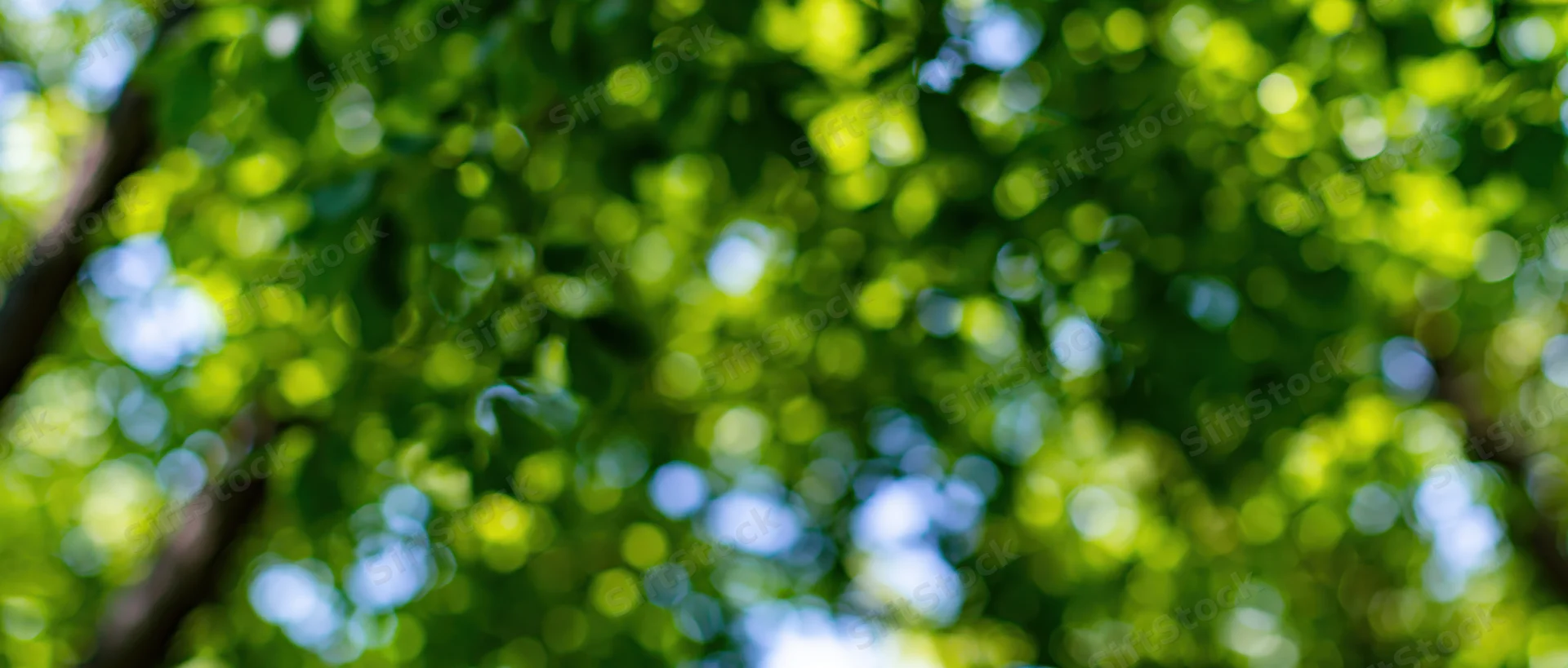 Defocused view of green tree canopy with sunlight filtering through leaves