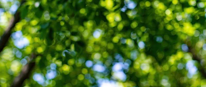 Defocused view of green tree canopy with sunlight filtering through leaves