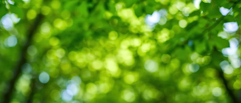 Defocused green tree canopy with sunlight filtering through leaves in a forest setting