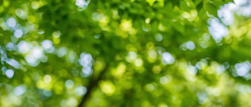 Defocused view of green tree canopy with sunlight filtering through leaves from below