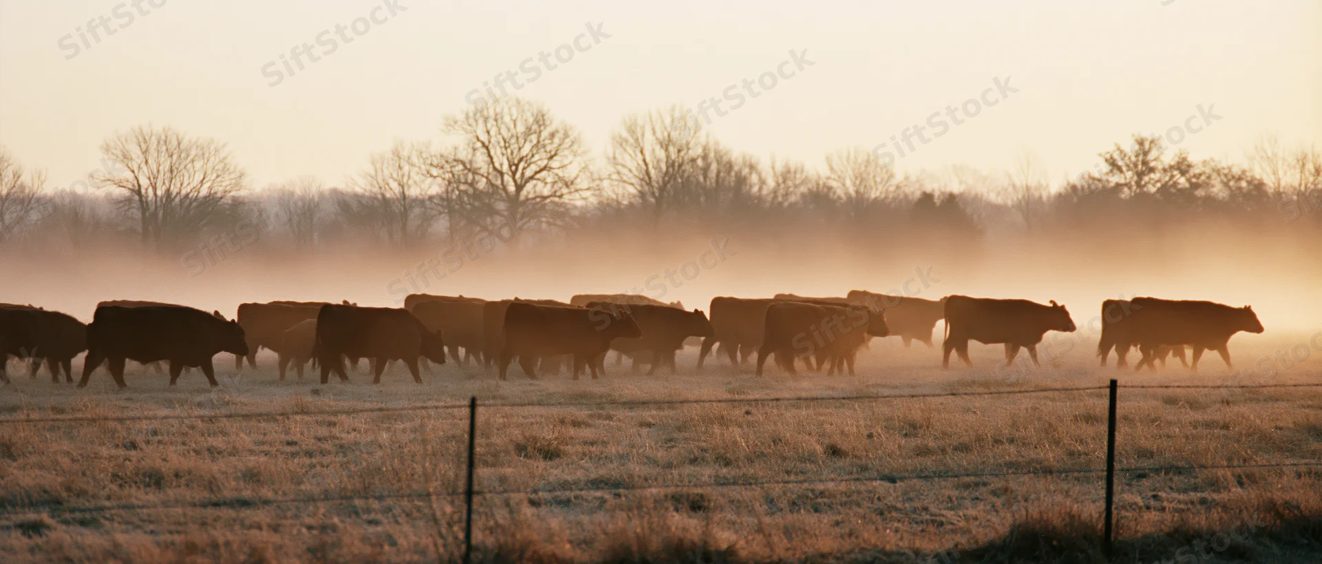 Herd of cattle moving slowly across a misty pasture at sunrise